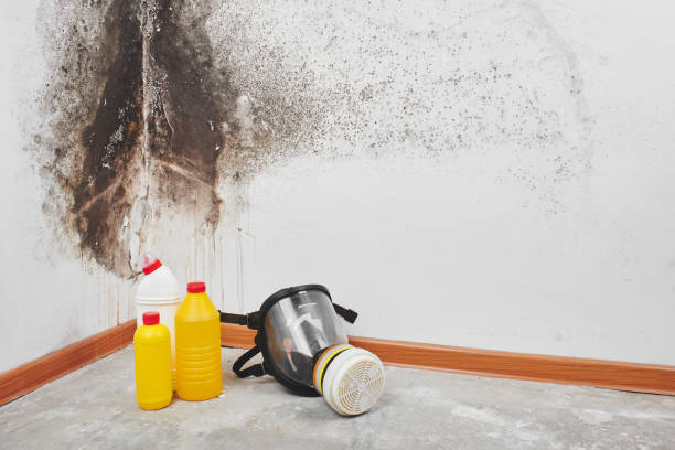 Best Mold Remediation  in Basking Ridge, NJ