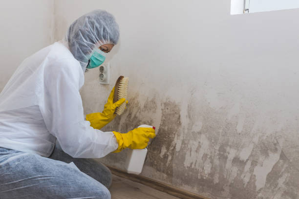 Best Mold Removal Near Me  in Basking Ridge, NJ