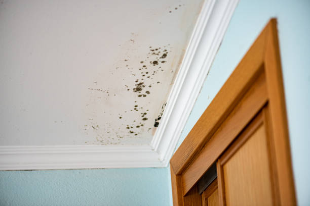 Best Mold Removal Company Near Me  in Basking Ridge, NJ