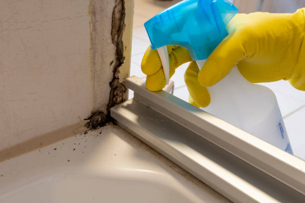 Best Mold Cleaning Services  in Basking Ridge, NJ