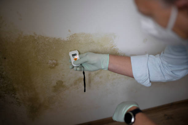 Best Local Mold Removal Service  in Basking Ridge, NJ