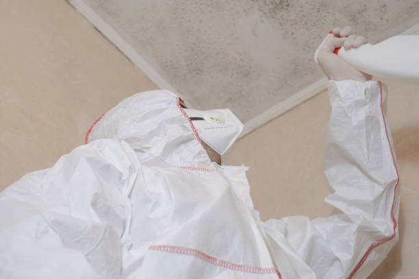 Best Mold Damage Repair  in Basking Ridge, NJ