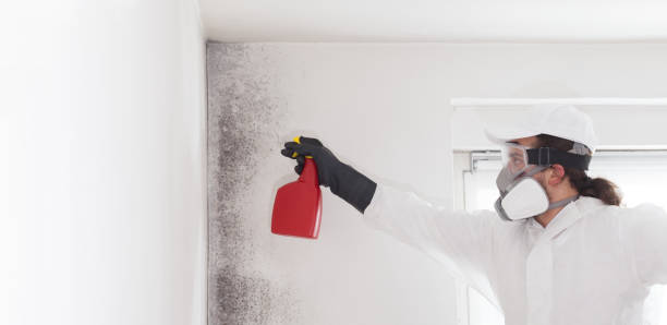 Best Home Mold Removal  in Basking Ridge, NJ