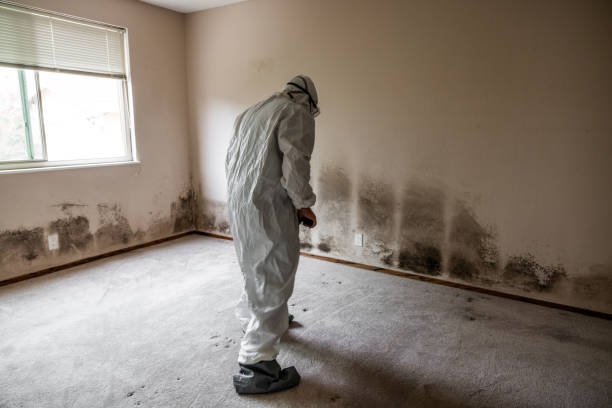Best Local Mold Removal Service  in Basking Ridge, NJ