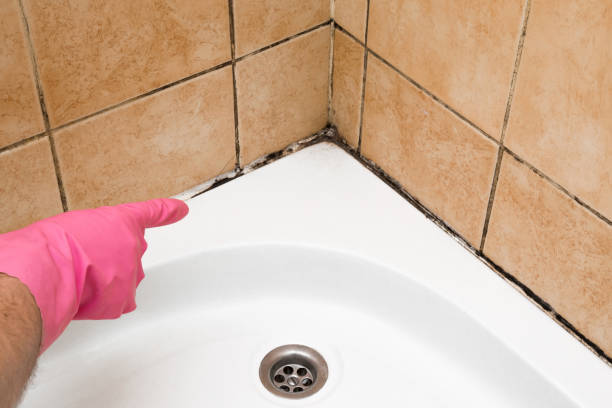 Best Affordable Mold Removal  in Basking Ridge, NJ